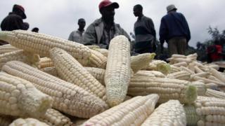 Au Kenya, les autorités ont lancé une vaste campagne d'achat de maïs sur les marchés extérieurs en raison de la sécheresse qui a gravement affecté les récoltes.