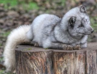 An arctic fox sitting on wood