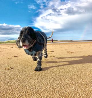 dog