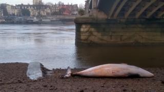 Minke whale