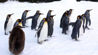 Penguenler