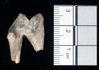 Dog's tooth found at Blick Mead