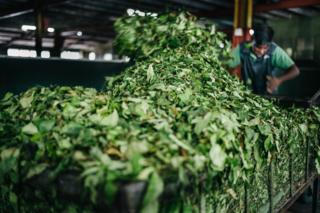 A worker places tea leaves into a machine