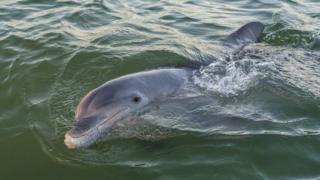 Dolphin