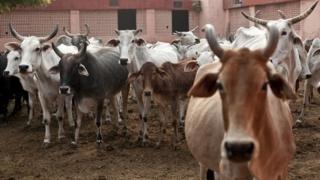 గోరక్ష, గోవధ పేరుతో హత్యలు