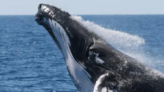 Ballena jorobada (Foto: Christian Miller / Ocean Alliance)