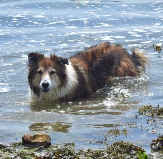 A dog cooling off in the water