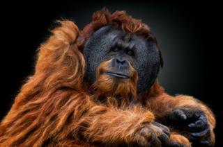 Primate