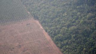 Imagem aérea mostra trator em uma plantação ao lado de floresta perto de Porto Velho (RO)