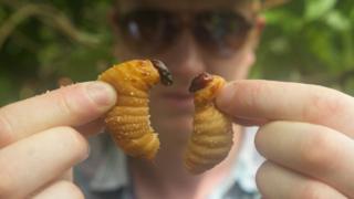 Bug food