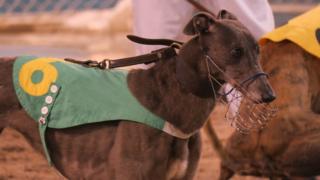 等候出賽的格力犬(BBC中文圖片)