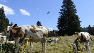 A Swiss army helicopter delivers water for cows. Photo: 21 July 2015