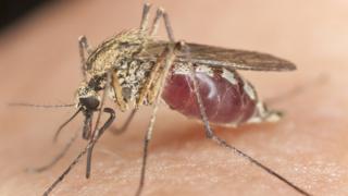 A mosquito biting a person
