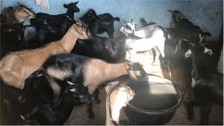 জামিনের জন্য অপেক্ষা করছে এই ছাগলগুলো