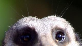 Suricata