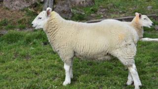 "Two-headed sheep"