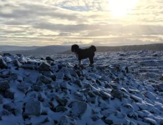 dog in snow