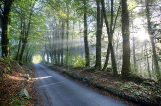 Light coming through trees