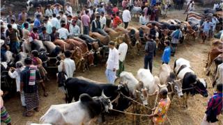 হাটে খুটির সাথে বাঁধা গরু দেখছেন ক্রেতারা