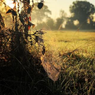 A spiders web in morning light