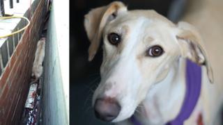 Bracken the lurcher stuck in a six-inch gap
