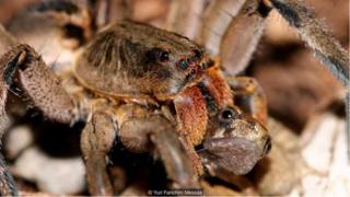 Nhện sói (Lycosa erythrognatha) săn một con cóc
