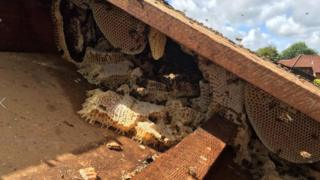 Bee hive