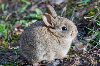 Easter bunny