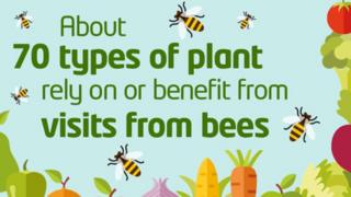 About 70 types of plant rely on or benefit from visits from bees.