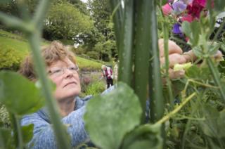 Durham volunteer picks sweet peas in Wharton Park community garden