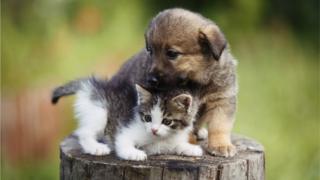 Kitten and Puppu