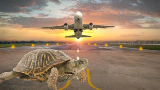 Turtle on airport runway