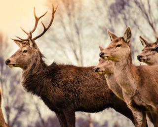Highland Wildlife Park
