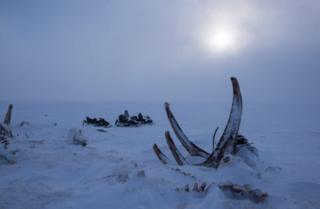 Whale skeleton