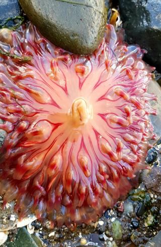 jellyfish or sea anemone