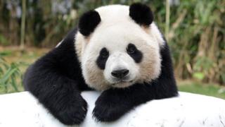 Гигантская китайская панда Ai Bao отдыхает в парке развлечений Everland 7 апреля 2016 года в Yongin, Южная Корея.