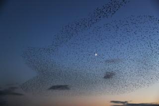 Starlings