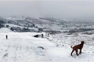 Dogs walking in snow