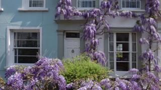 Wisteria on a house (Image: BBC)