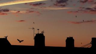 Pigeons come to rest on the rooftops of houses in Cardiff at sunset