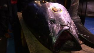 Tuna