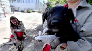 Çernobil ve köpekler