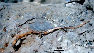 Fossil twig