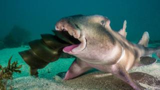 A crested horn shark swallowing the egg case of another shark species underwater in a Sydney reef