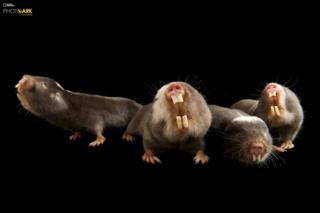 Köstebek faresi (Fukomys damarensis) Houston Hayvanat Bahçesi, Houston, Texas © Joel Sartore/National Geographic