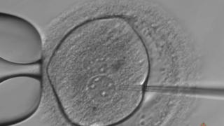 Генетически модифицированный эмбрион