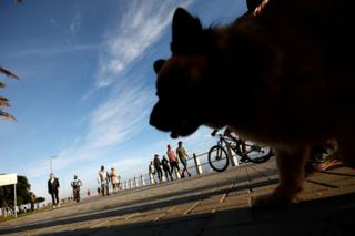 Ein Hund im Vordergrund am Meer