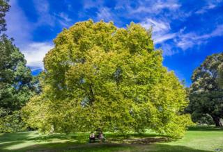 Elm tree
