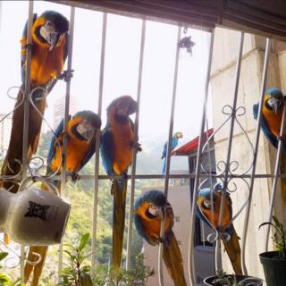 Cacatúas