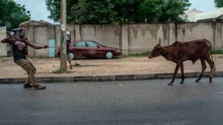 man dey struggle to comot cow from road.